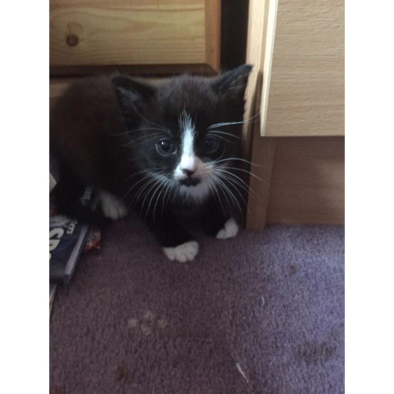 Beautiful kittens for sale!