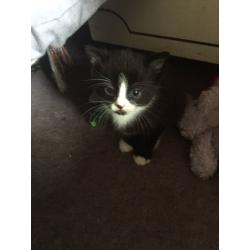 Beautiful kittens for sale!