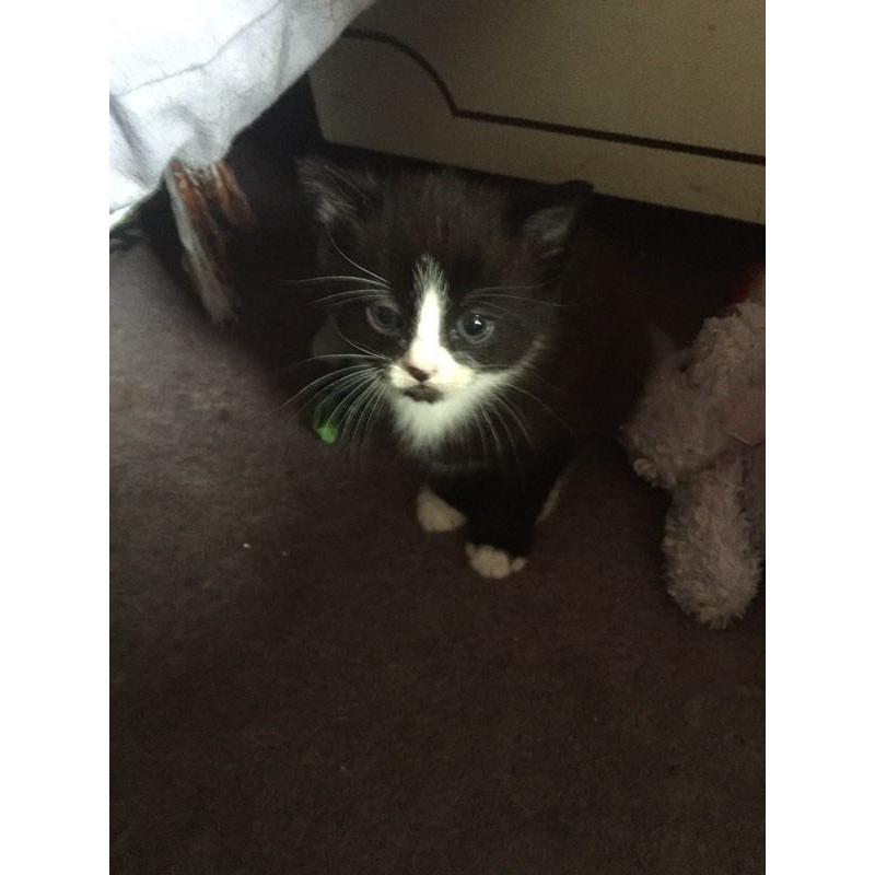 Beautiful kittens for sale!