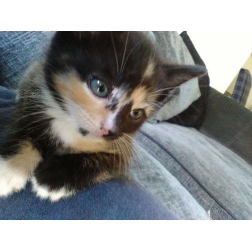 Kittens Ginger, grey, black kittens for sale