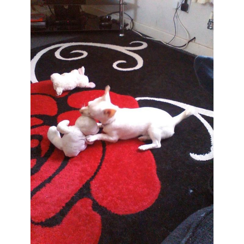 male Chihuahua