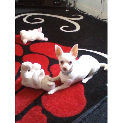 male Chihuahua