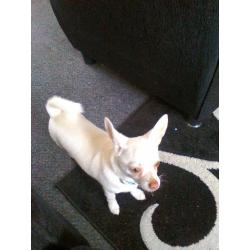 male Chihuahua