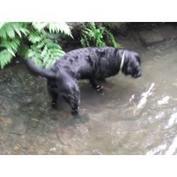PET WATCH AND WALK / Cat Sitter/ Dog Walker / Glasgow Southside