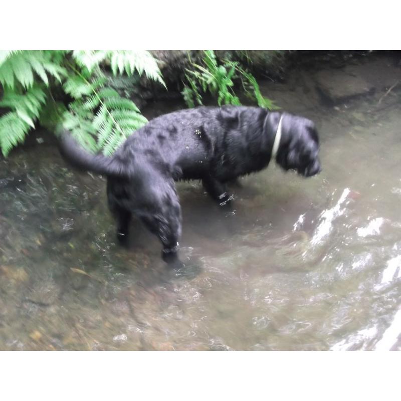 PET WATCH AND WALK / Cat Sitter/ Dog Walker / Glasgow Southside