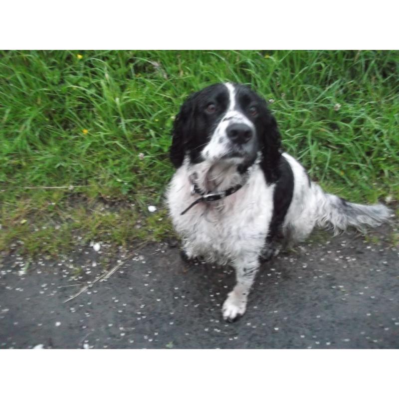 PET WATCH AND WALK / Cat Sitter/ Dog Walker / Glasgow Southside