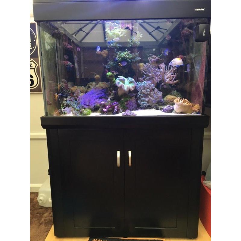 ???? Aqua one 300 marine/tropical fish tank with full setup (delivery/installation)