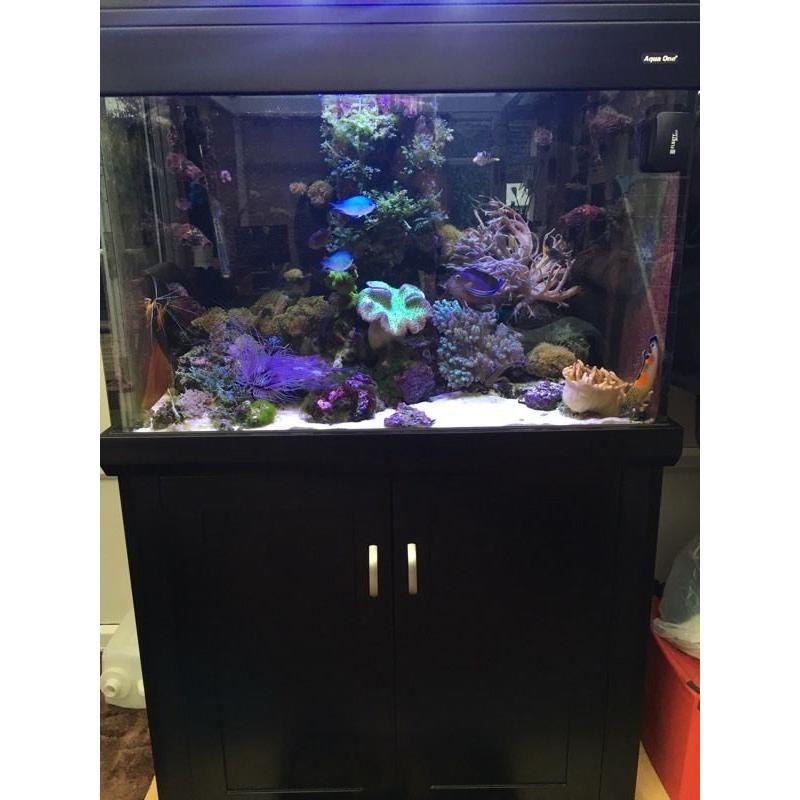 ???? Aqua one 300 marine/tropical fish tank with full setup (delivery/installation)