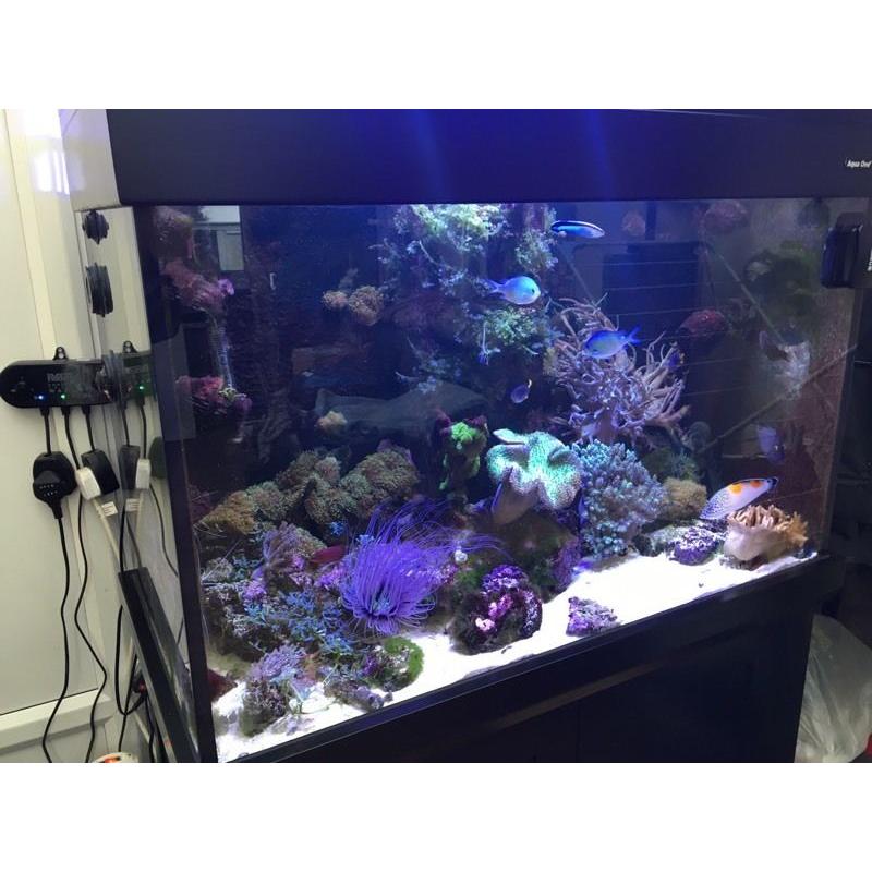 ???? Aqua one 300 marine/tropical fish tank with full setup (delivery/installation)