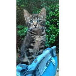 Kitten for sale