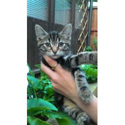 Kitten for sale