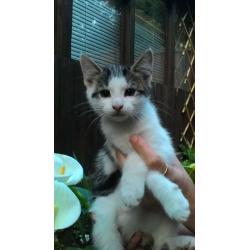Kitten for sale