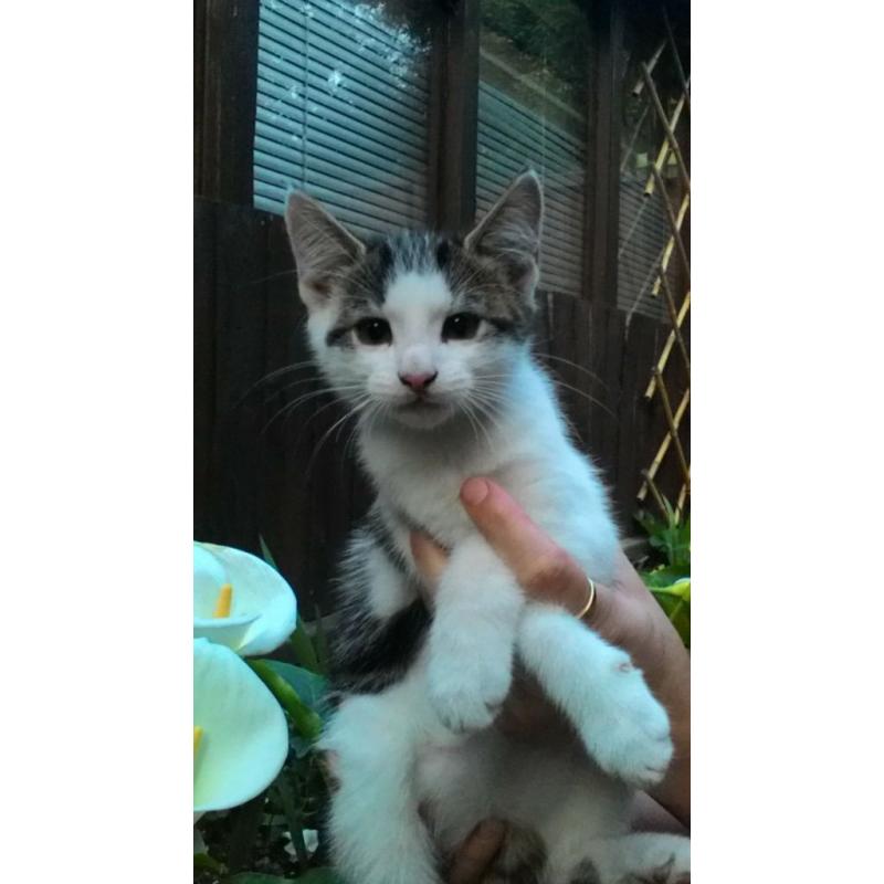 Kitten for sale
