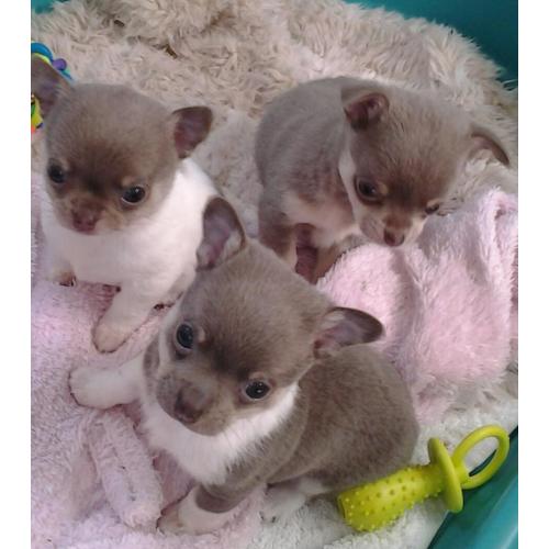 Blue/ Lilac Chihuahuas Boy's