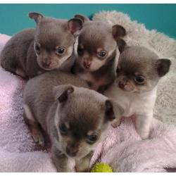 Blue/ Lilac Chihuahuas Boy's