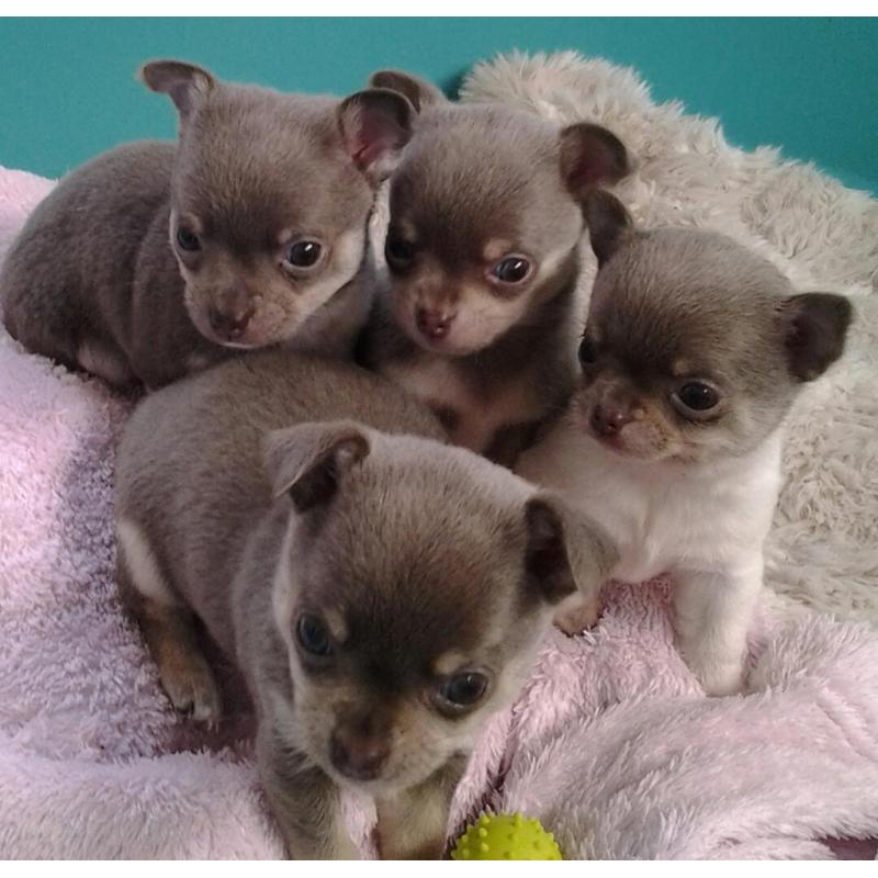 Blue/ Lilac Chihuahuas Boy's