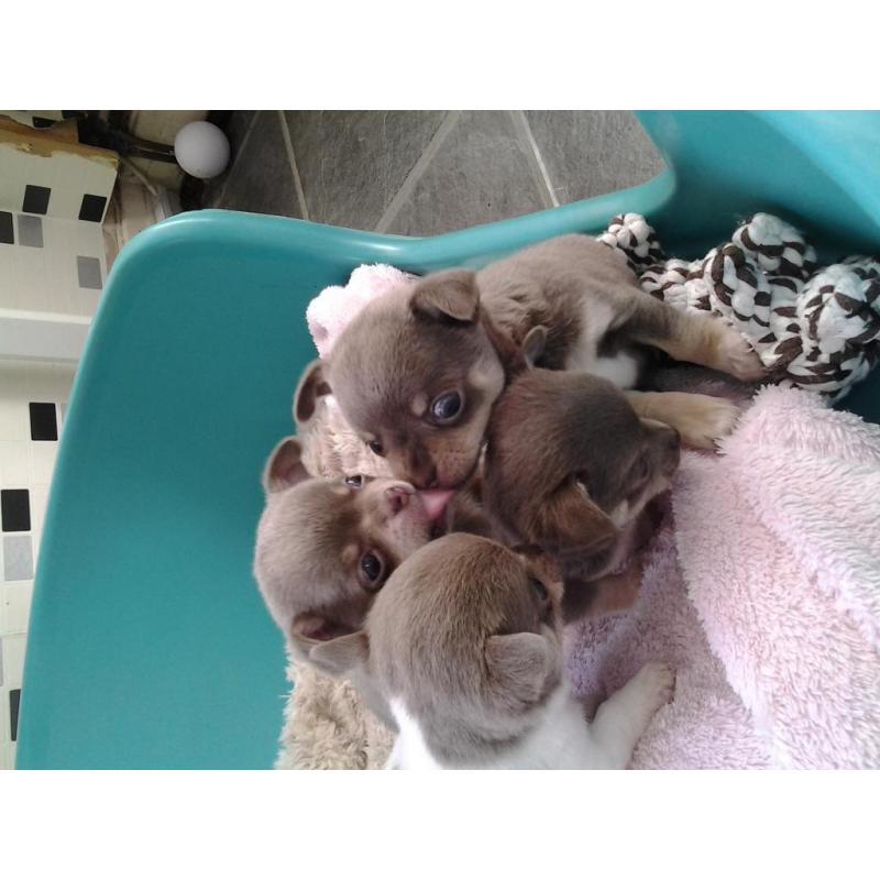 Blue/ Lilac Chihuahuas Boy's