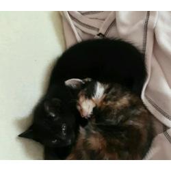 Black male kitten