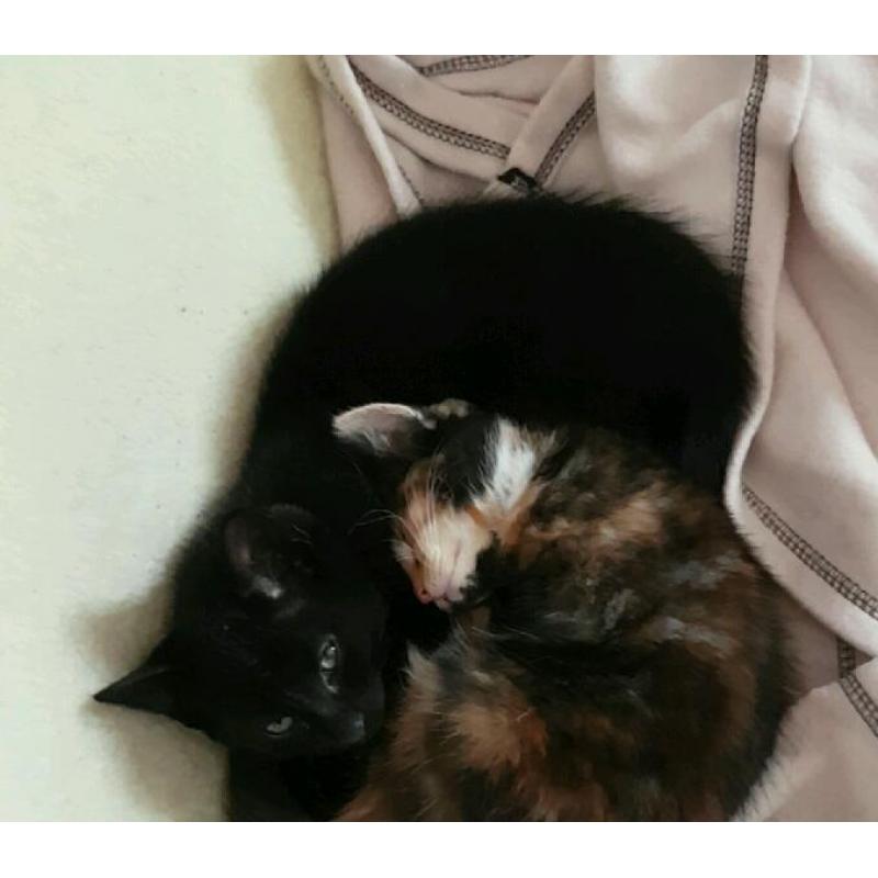 Black male kitten