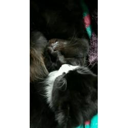 Black male kitten