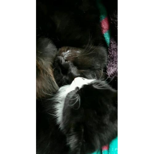 Black male kitten