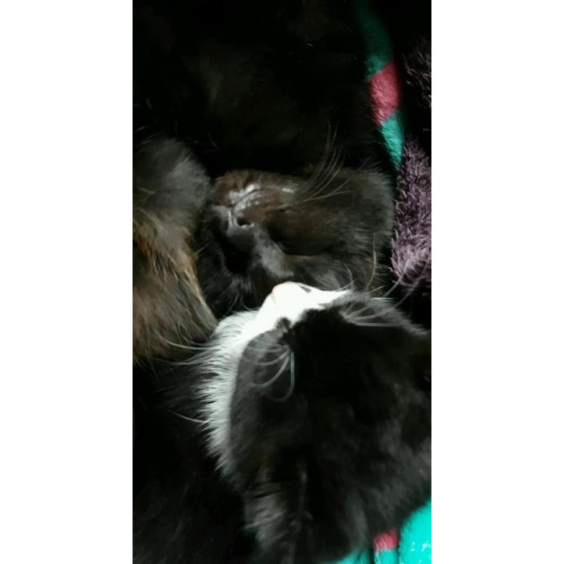 Black male kitten