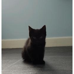 Black male kitten