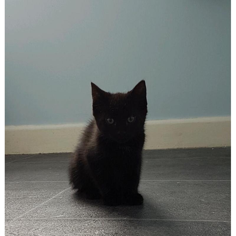 Black male kitten