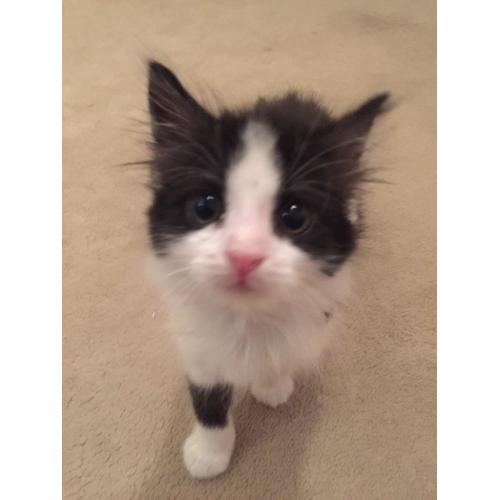 10 week old kitten for sale