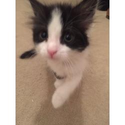 10 week old kitten for sale