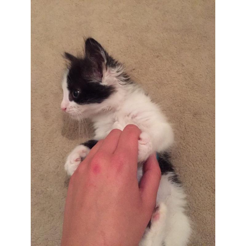 10 week old kitten for sale