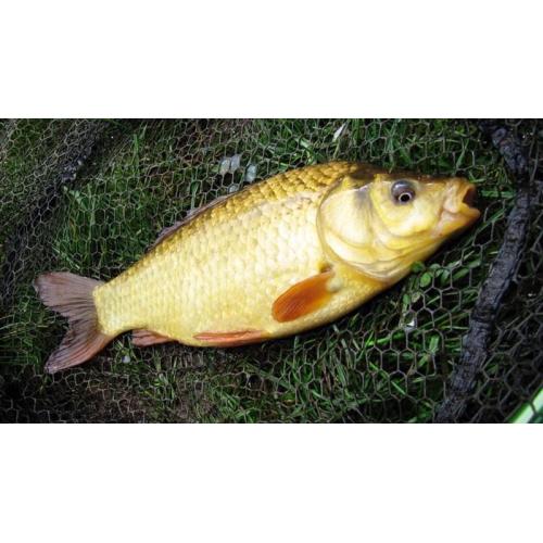 Hybred carp 7"