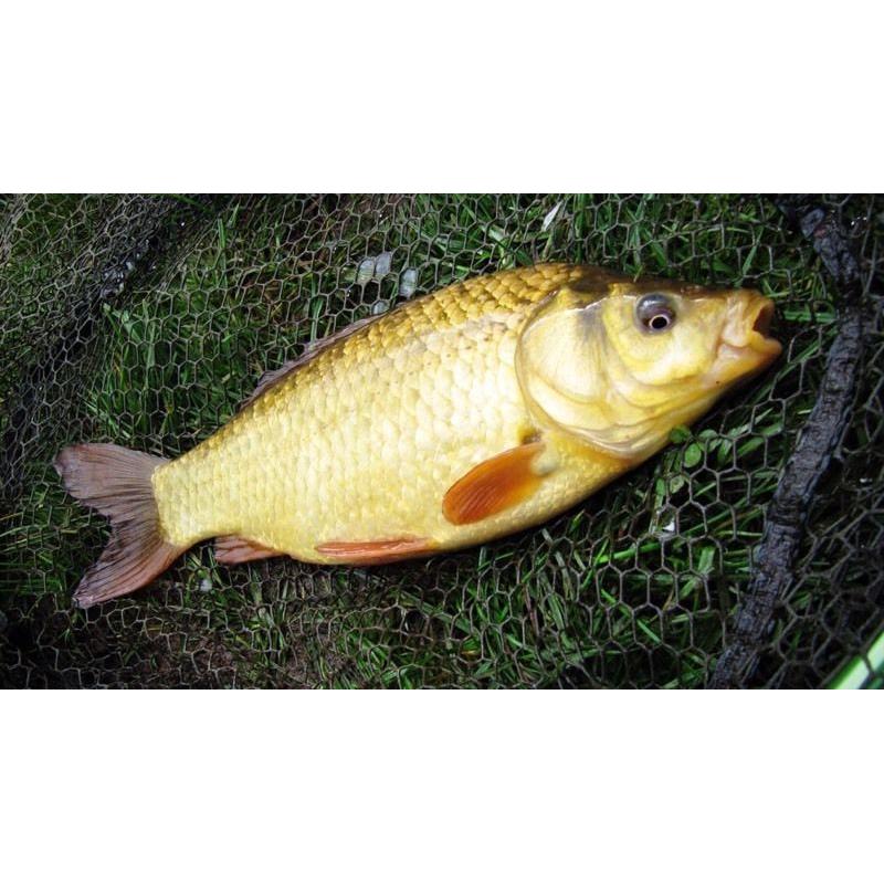 Hybred carp 7"