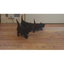 female black kittens
