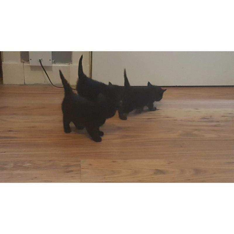 female black kittens