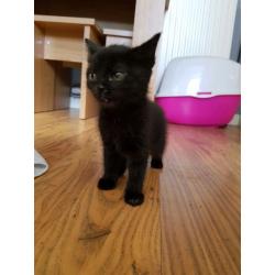 female black kittens