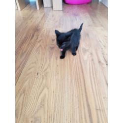 female black kittens