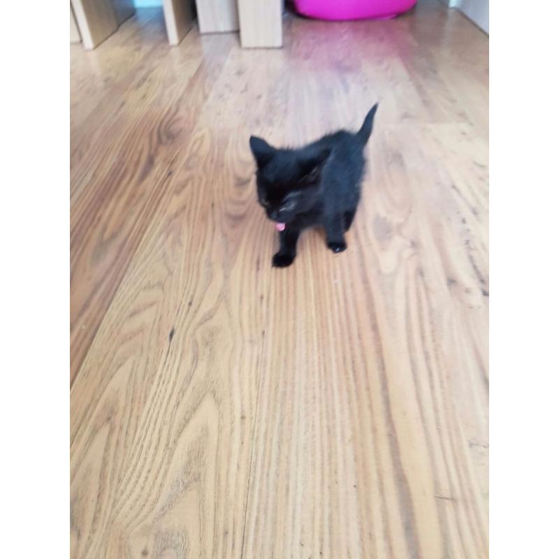 female black kittens