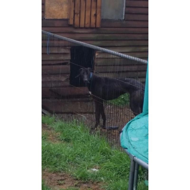 Female racing/working dog