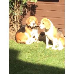 KC BEAGLE TRY COLOURED PUPPYS