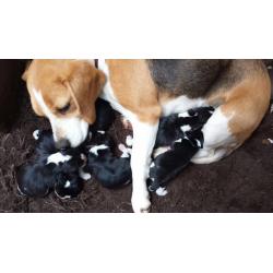 KC BEAGLE TRY COLOURED PUPPYS