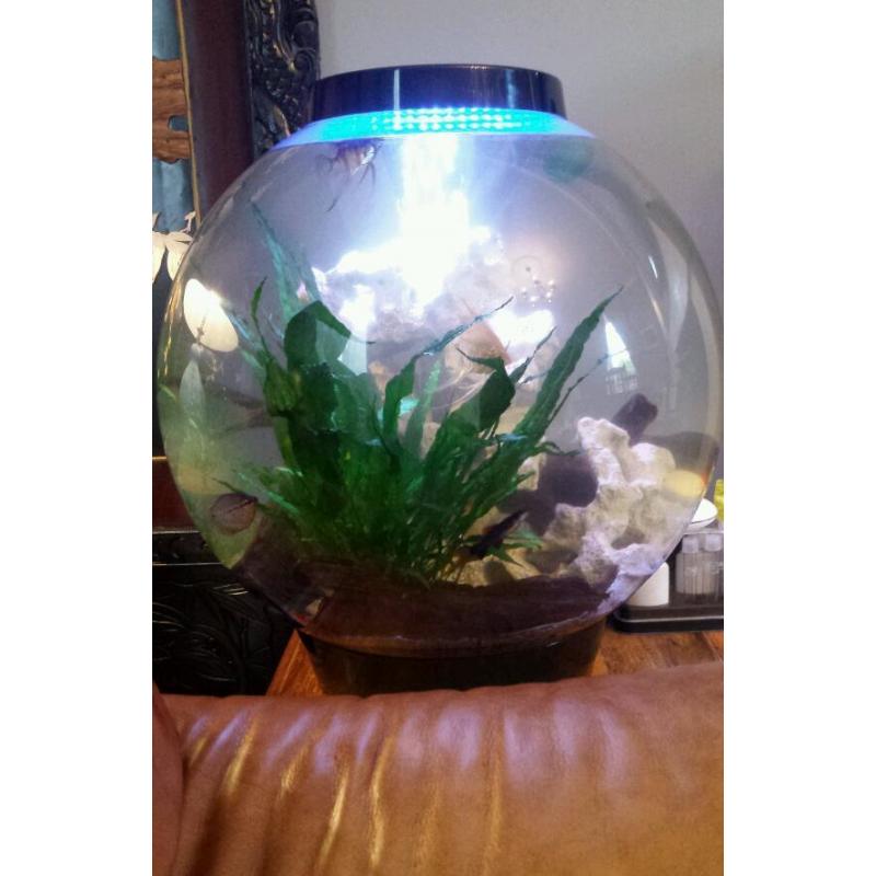Fish tank