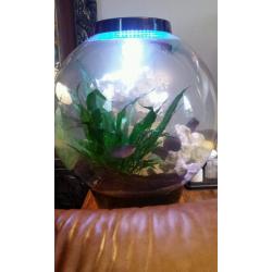 Fish tank