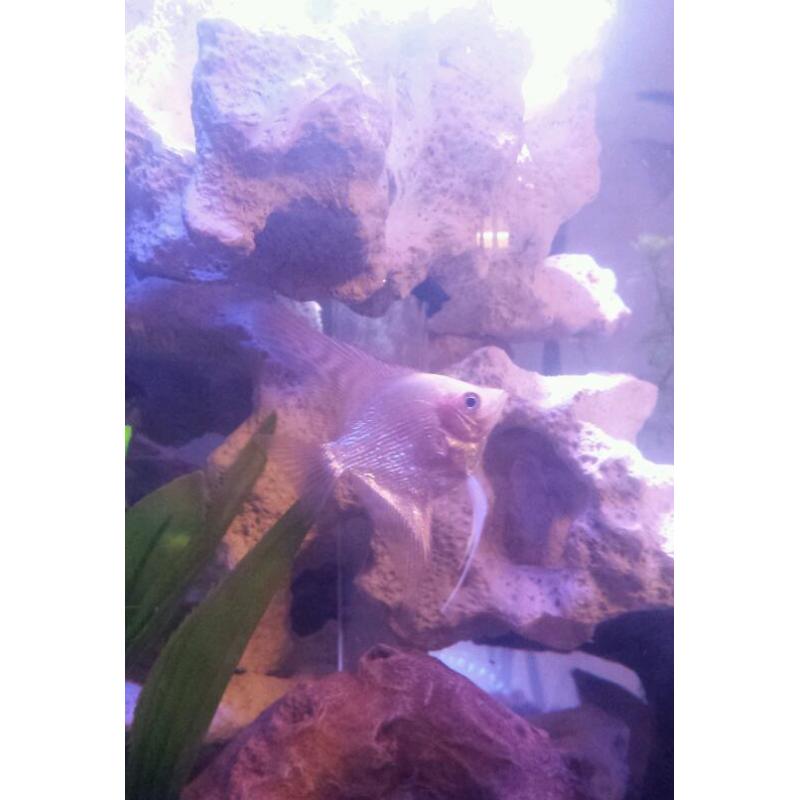 Fish tank
