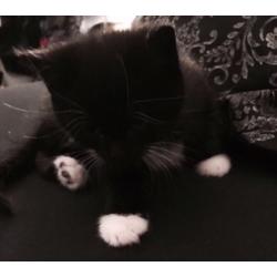 Ragdoll mix kitten