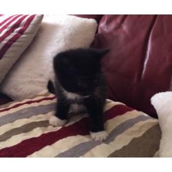 Ragdoll mix kitten