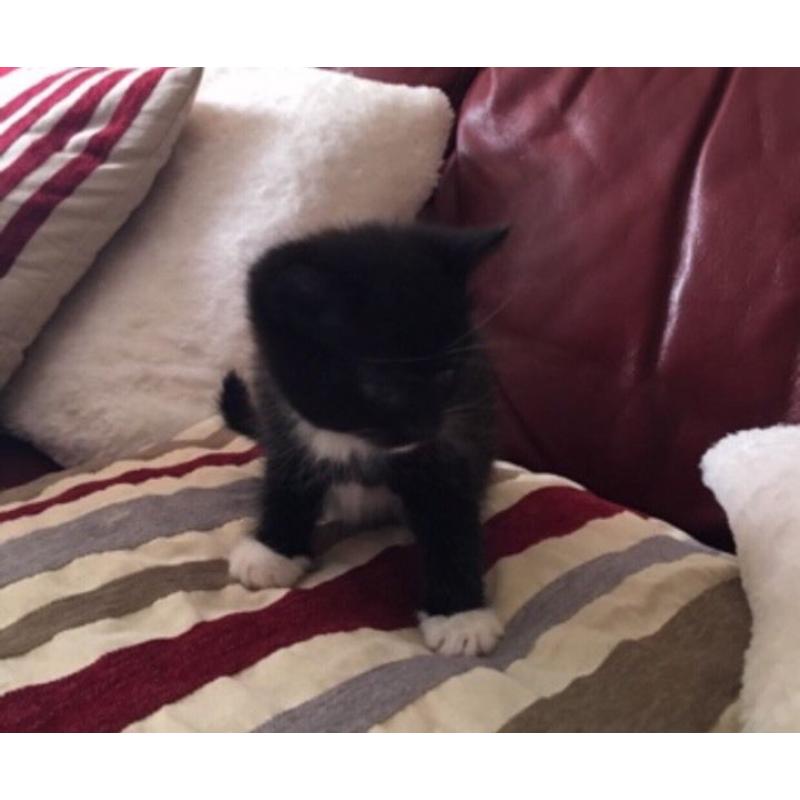 Ragdoll mix kitten