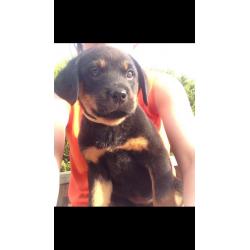 For sale Fully Registered Rottweiler pups