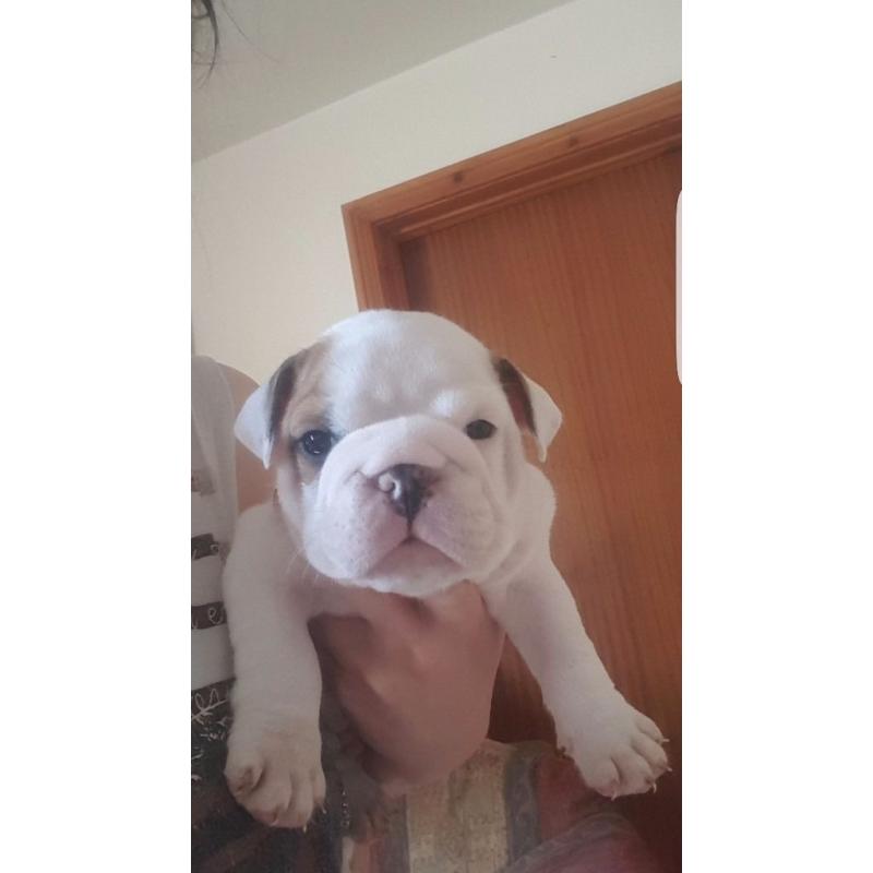 British Bulldog Pups