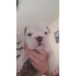 British Bulldog Pups